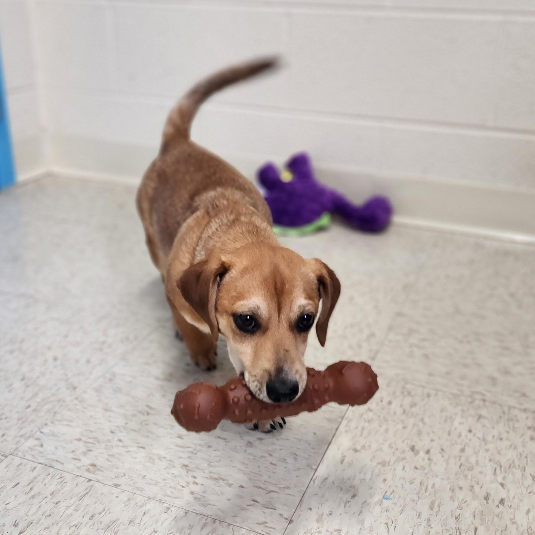 Enlarge Hank, an adopted mixed breed in Stanley, VA image 5/5