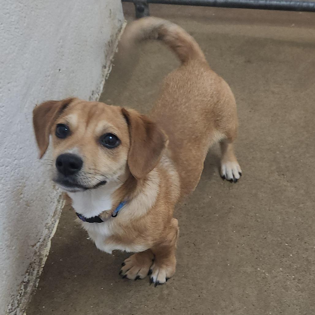 Enlarge Hank, an adopted mixed breed in Stanley, VA image 3/5