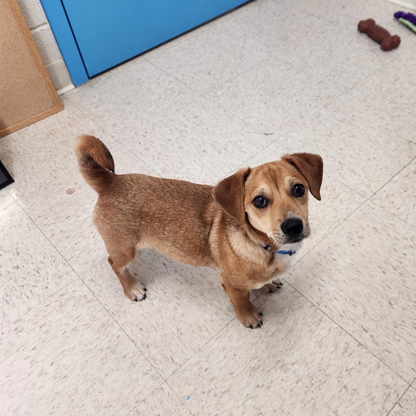 Enlarge Hank, an adopted mixed breed in Stanley, VA image 4/5