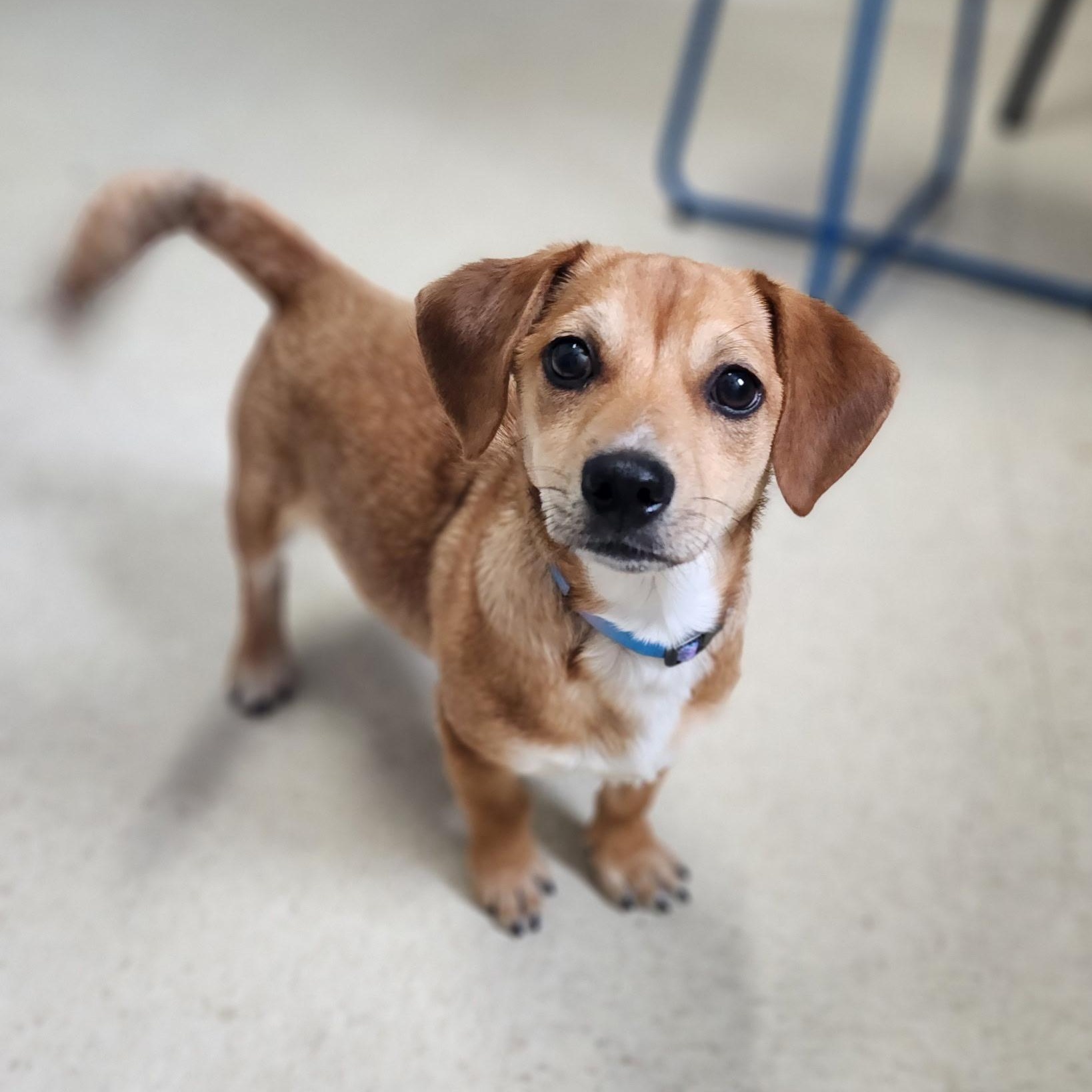 Enlarge Hank, an adopted mixed breed in Stanley, VA image 1/5