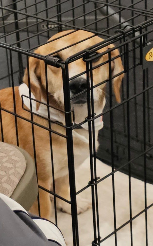 Junebug, Adopted, Young Female Corgi & Beagle.