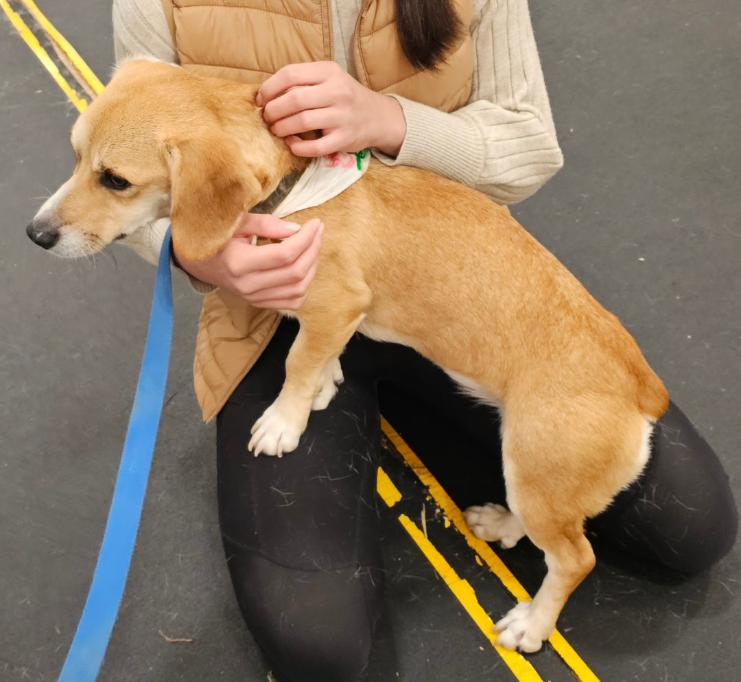 Junebug, a Adopted mixed breed in Columbia, MO image 2/4