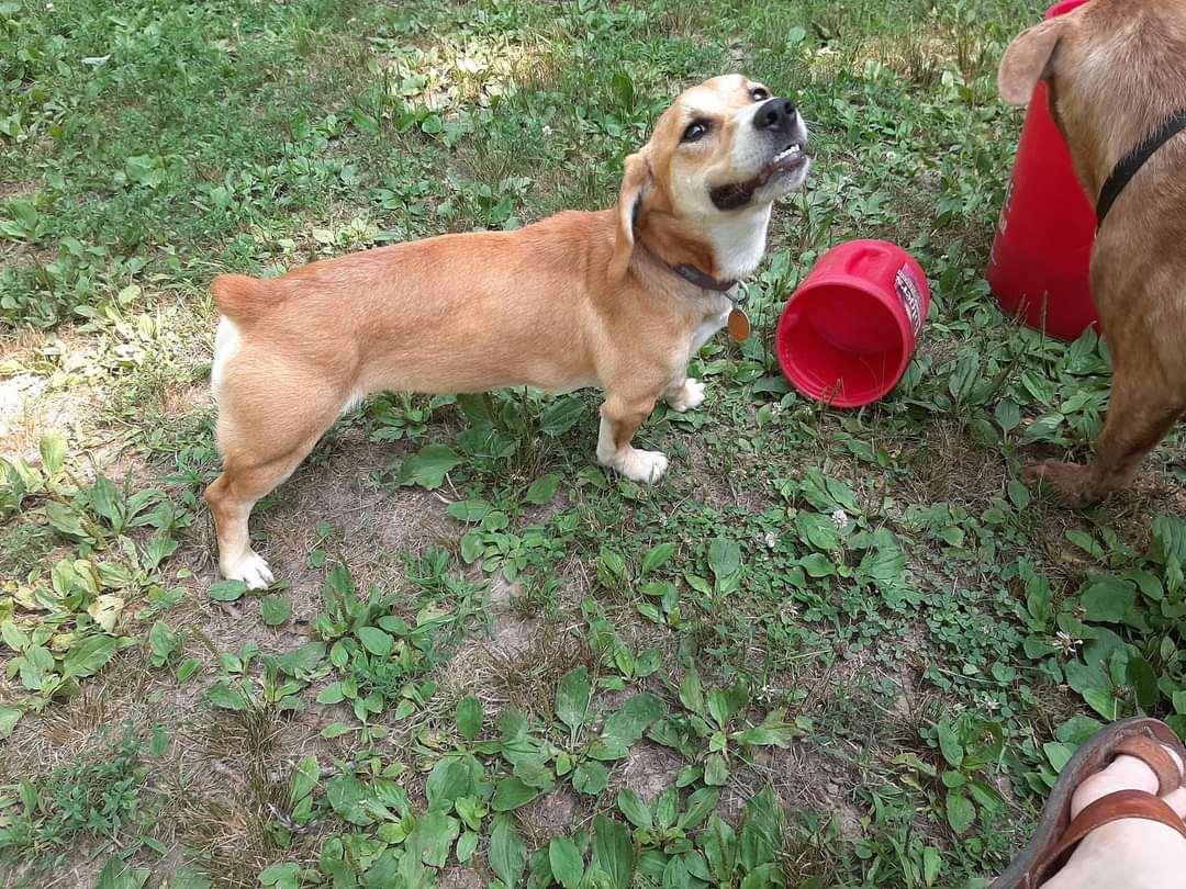 Junebug, a Adopted mixed breed in Columbia, MO image 3/4