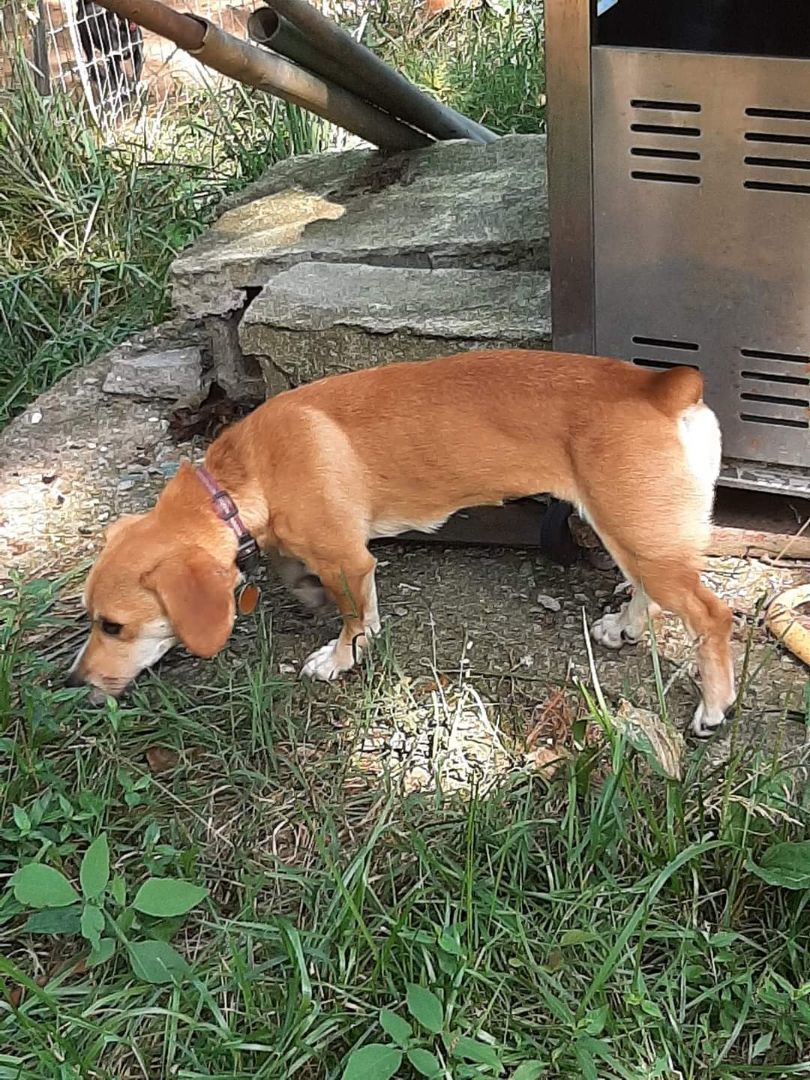 Junebug, a Adopted mixed breed in Columbia, MO image 4/4