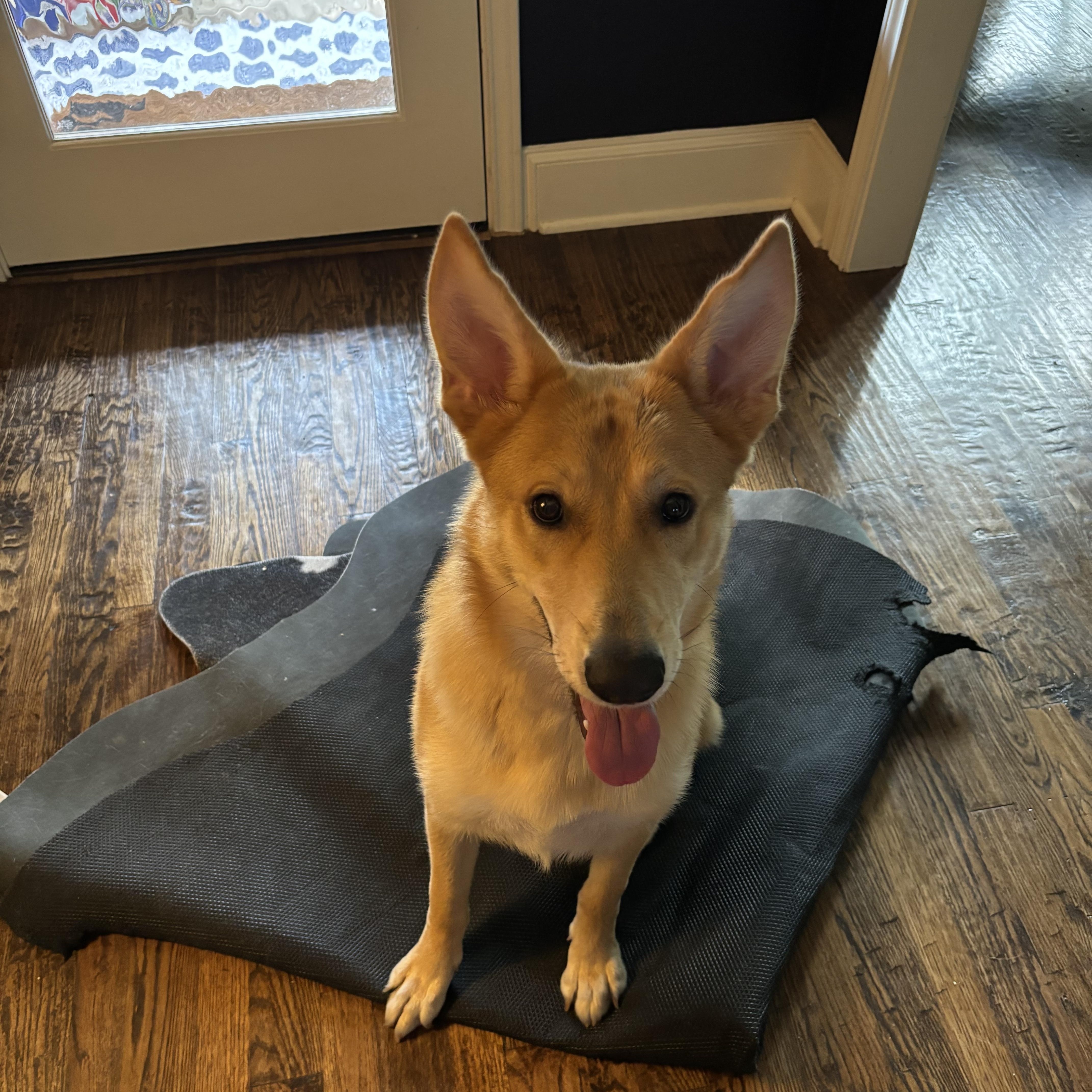 Phoebe, Young Female German Shepherd Dog