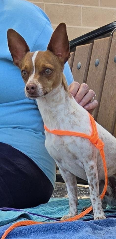 Pineapple, ADOPTABLE, Adult Male Chihuahua.