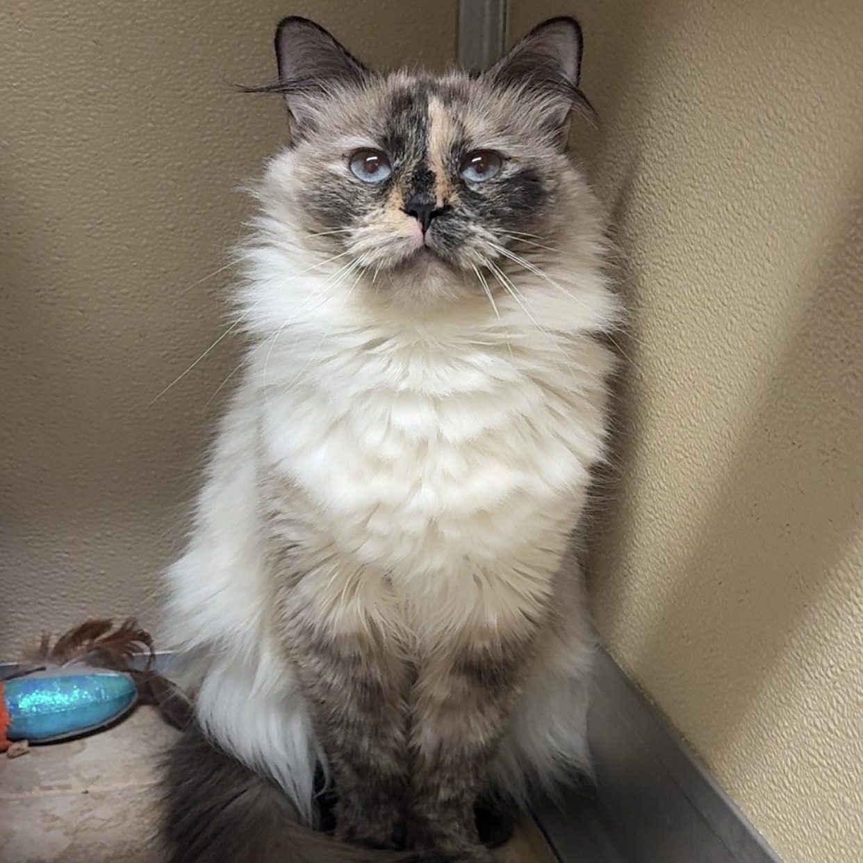 Malibu, ADOPTABLE, Young Female Domestic Long Hair.