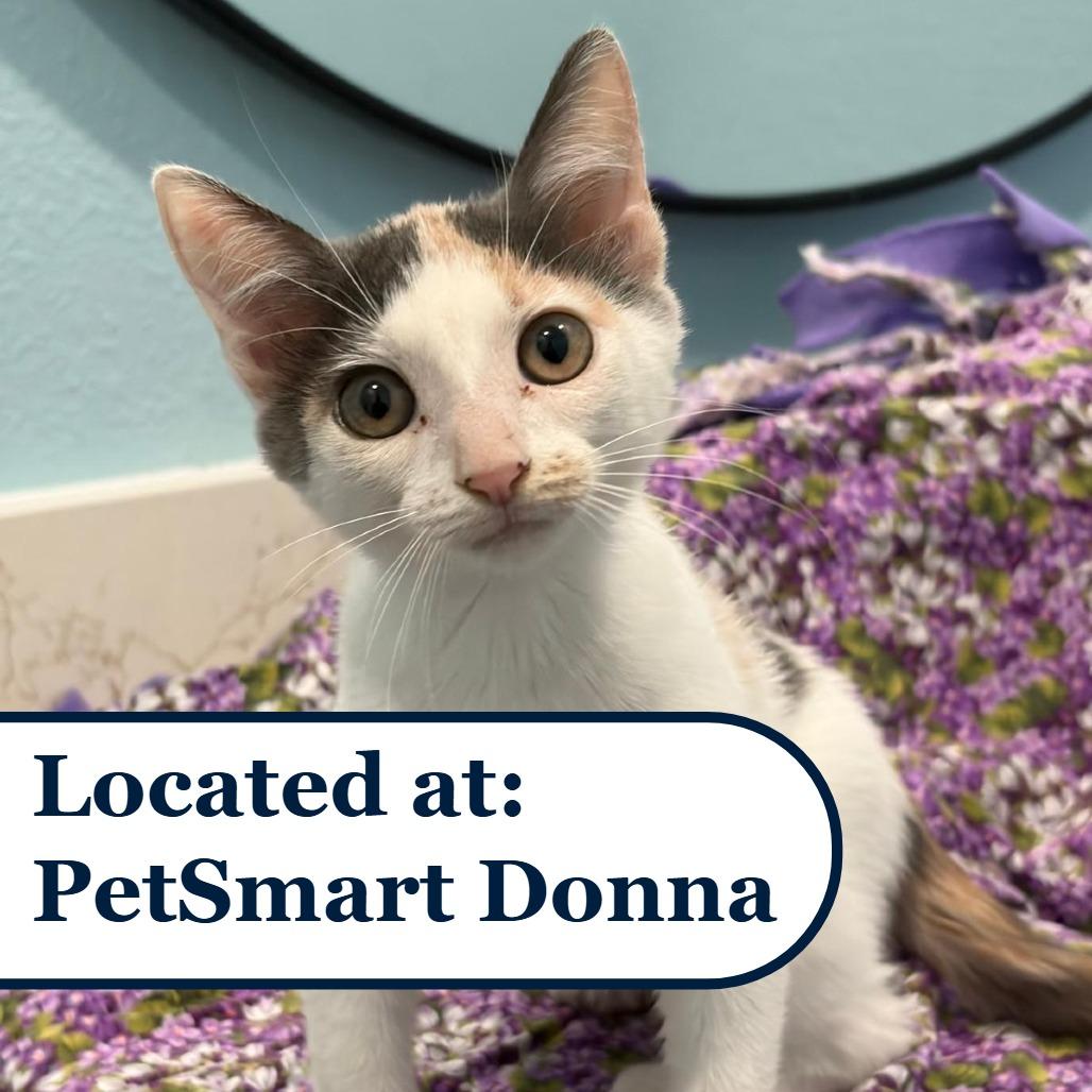 Poppy, Adoptable, Kitten Female Domestic Short Hair.