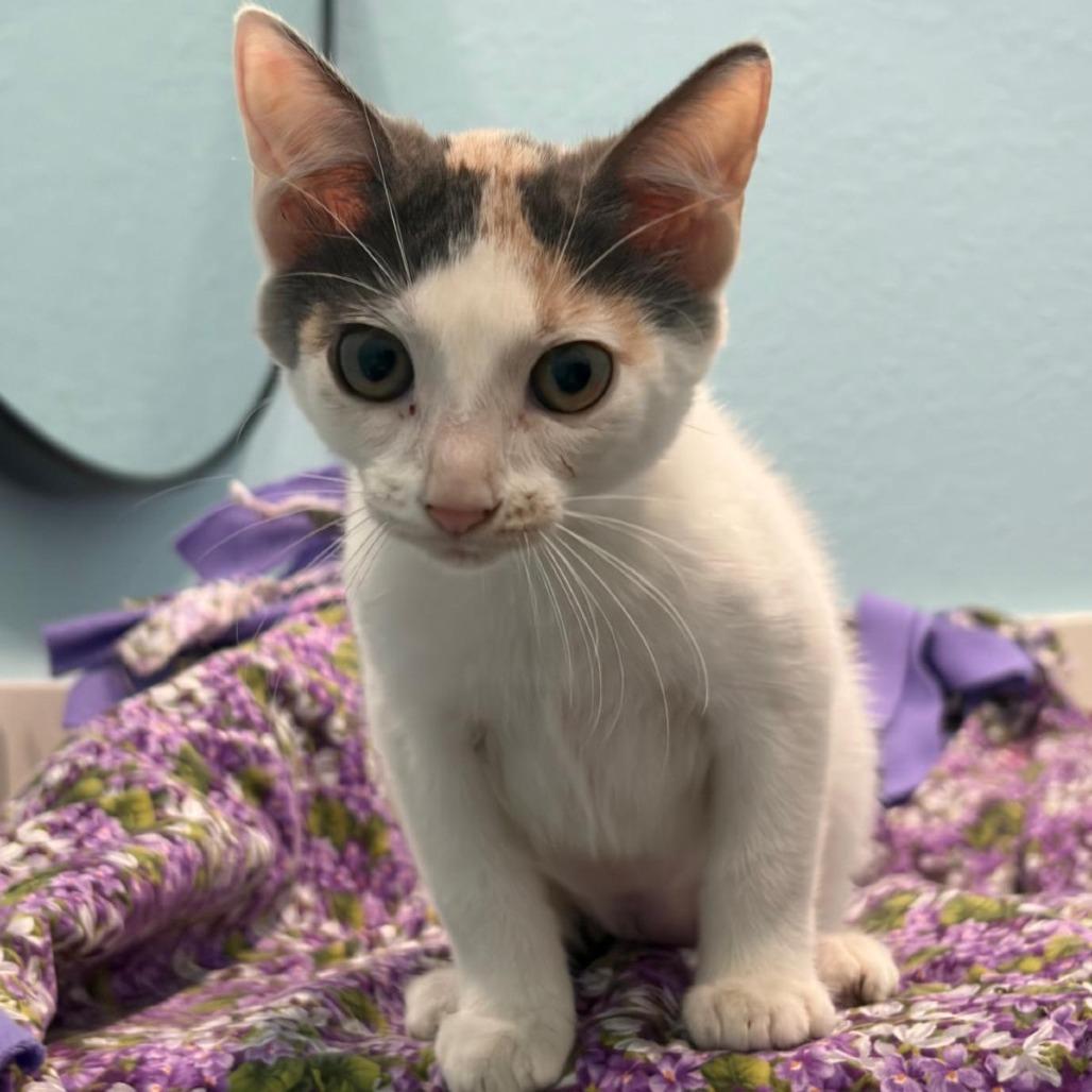 Enlarge Poppy, a Adoptable Domestic Short Hair in Harlingen, TX image 2/2
