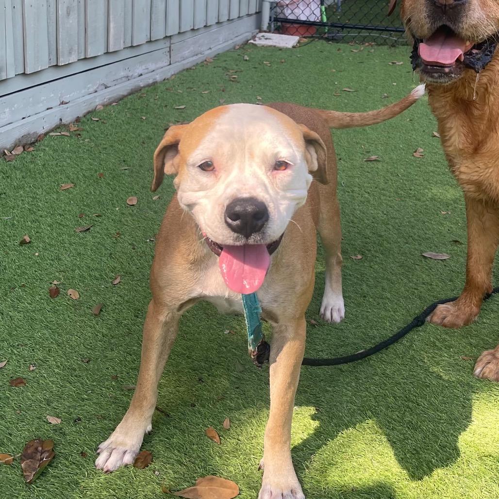 Charlotte, Adoptable, Adult Female Mixed Breed.