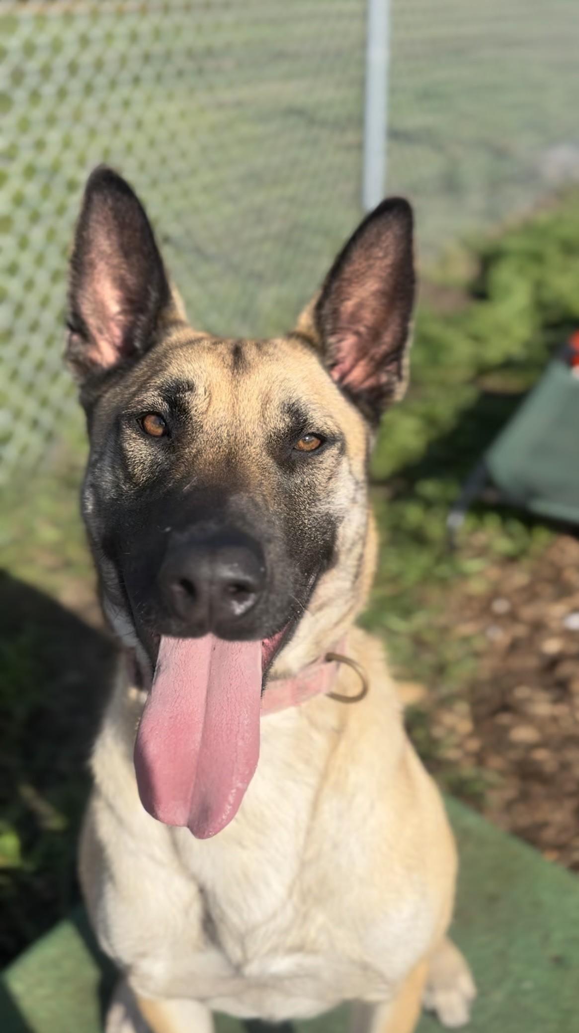 Enlarge Charlie, an adopted German Shepherd Dog in Mckinleyville, CA image 1/2