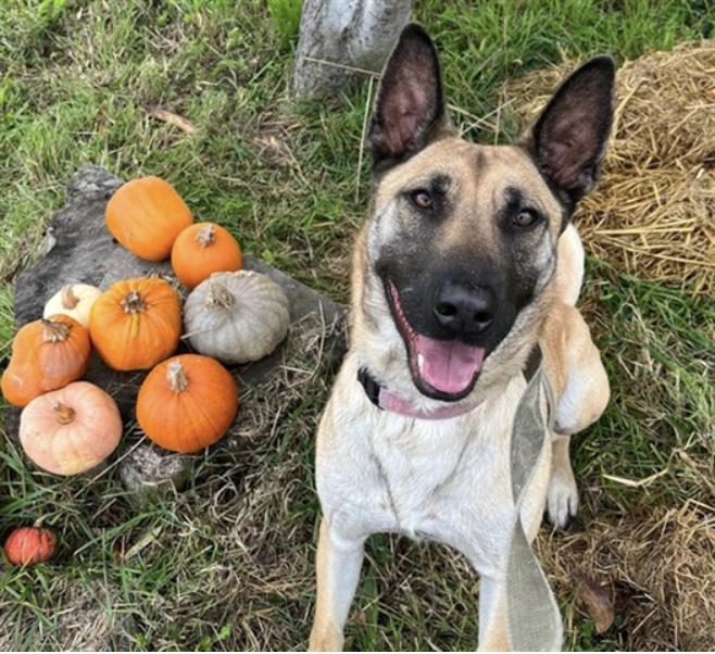 Enlarge Charlie, an adopted German Shepherd Dog in Mckinleyville, CA image 2/2