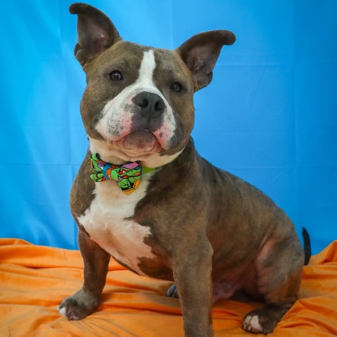 JJ, Young Male Pit Bull Terrier