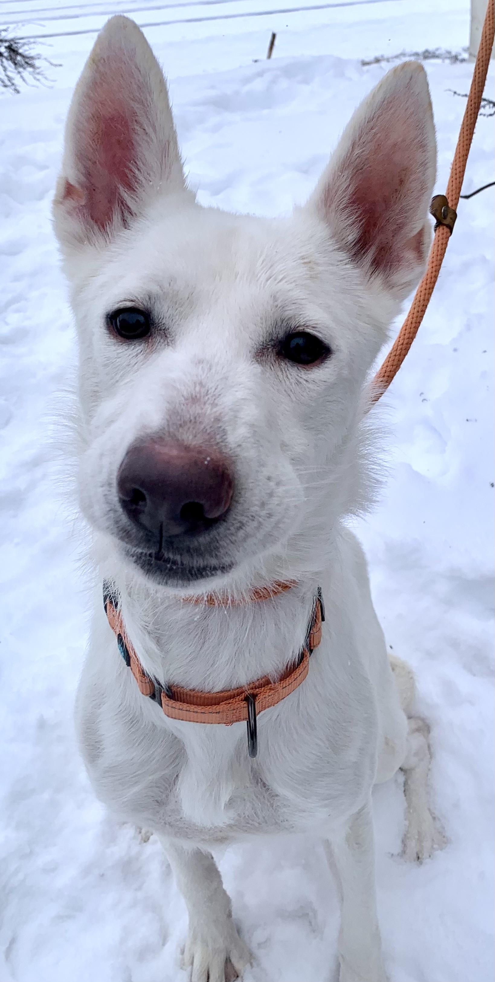 Sugar, an adopted mixed breed in McKeesport, PA image 5/6