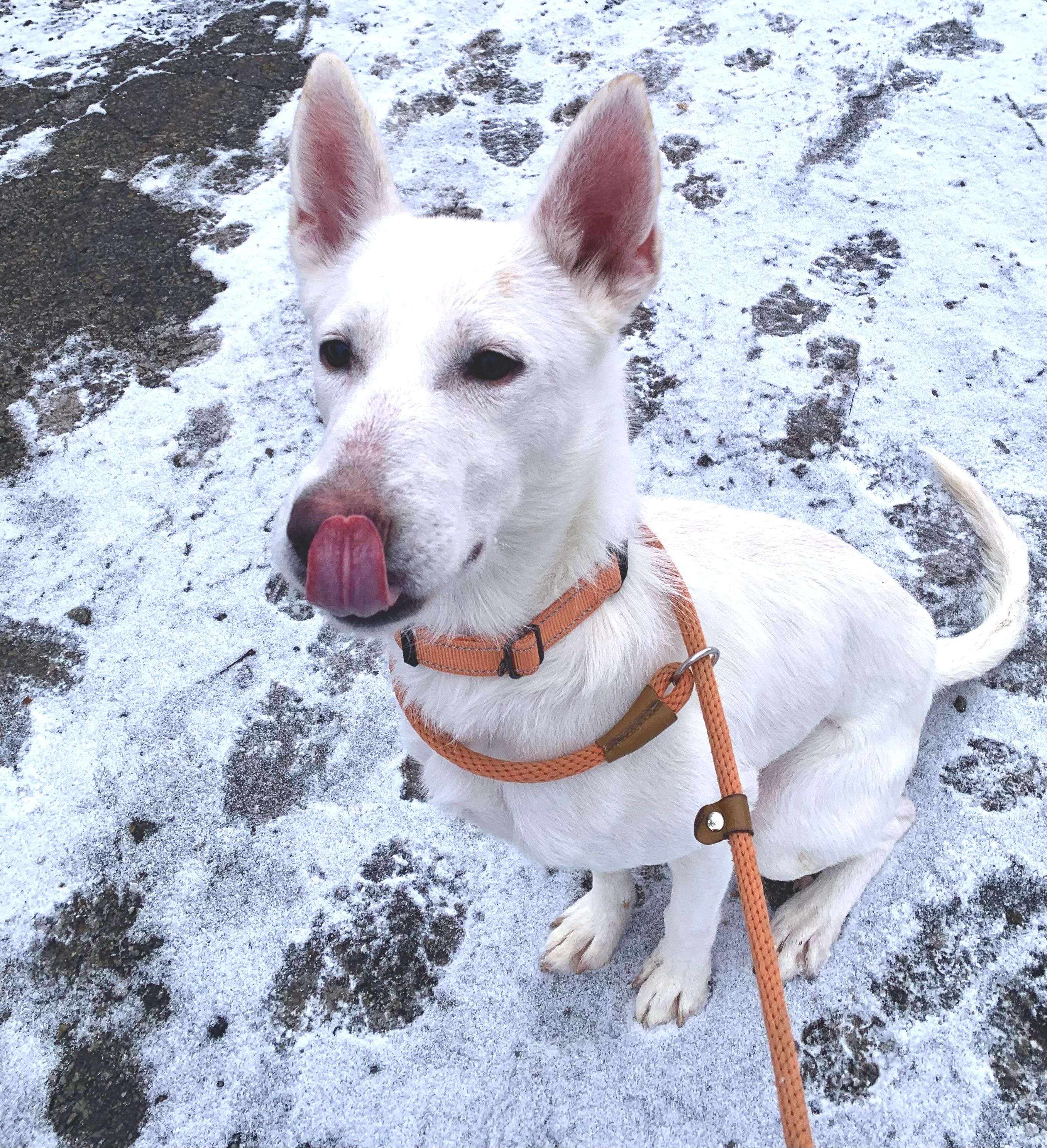 Sugar, an adopted mixed breed in McKeesport, PA image 3/6