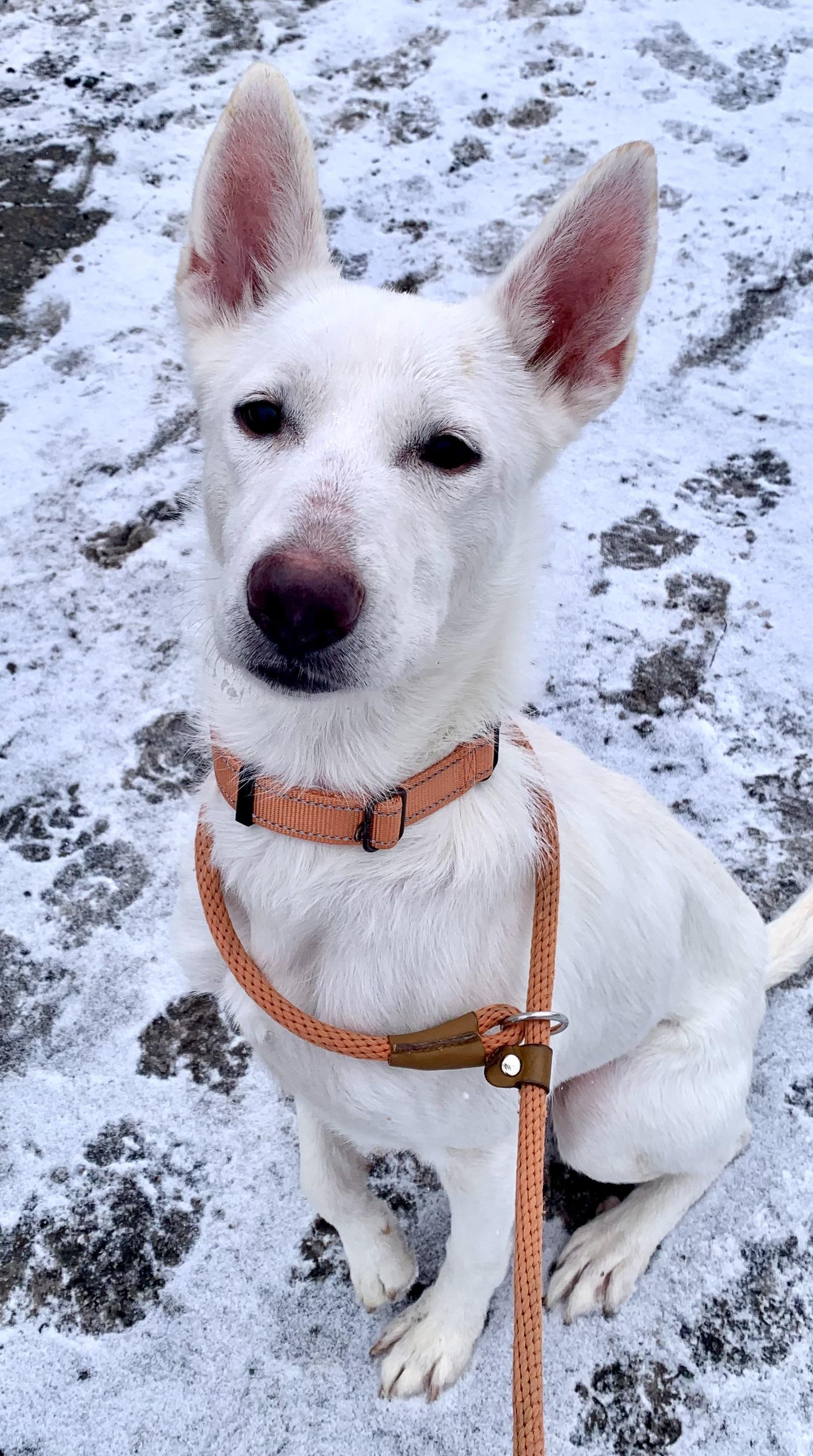 Sugar, adopted, Adult Female Shepherd & German Shepherd Dog.