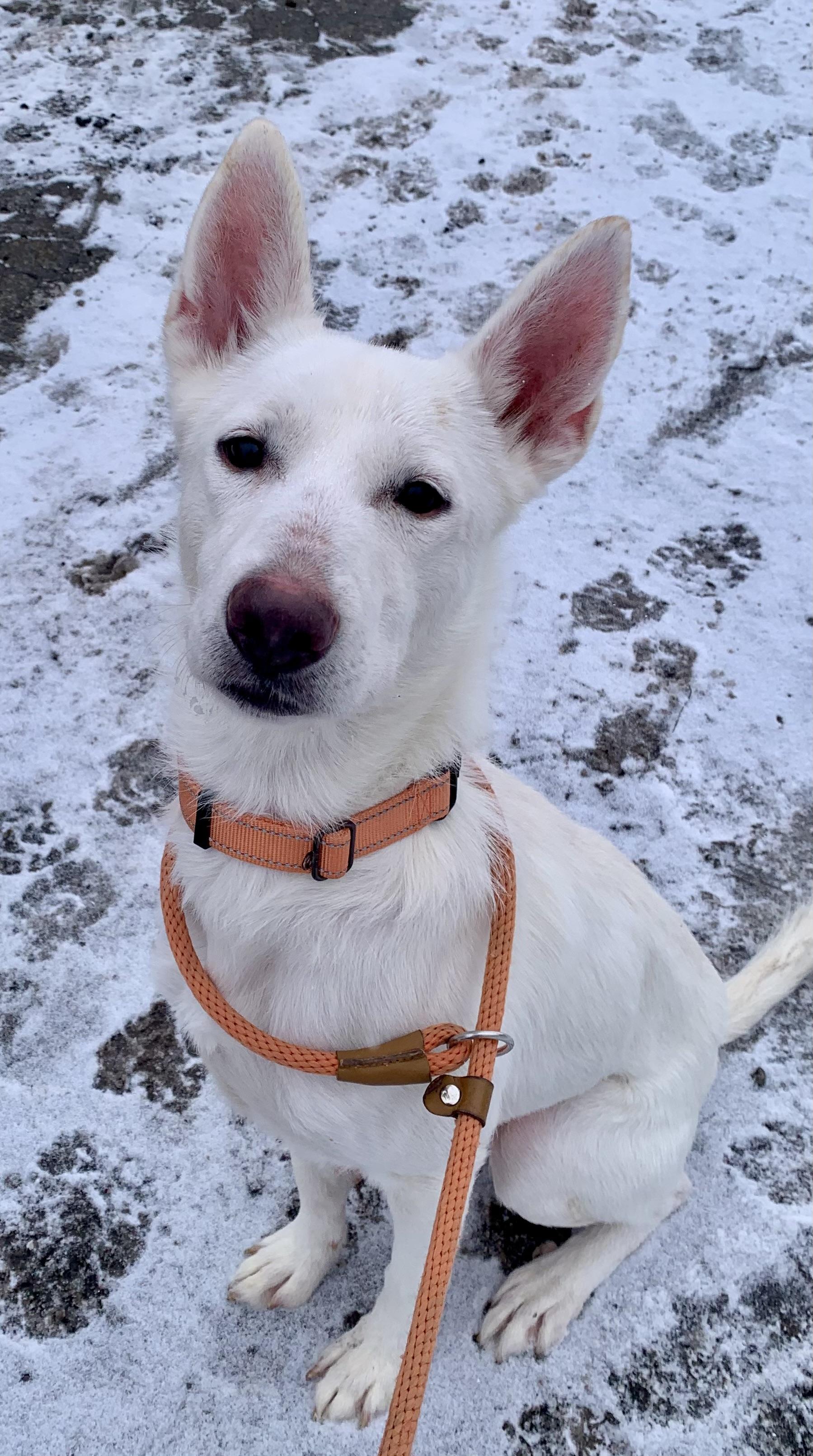 Sugar, an adopted mixed breed in McKeesport, PA image 4/6