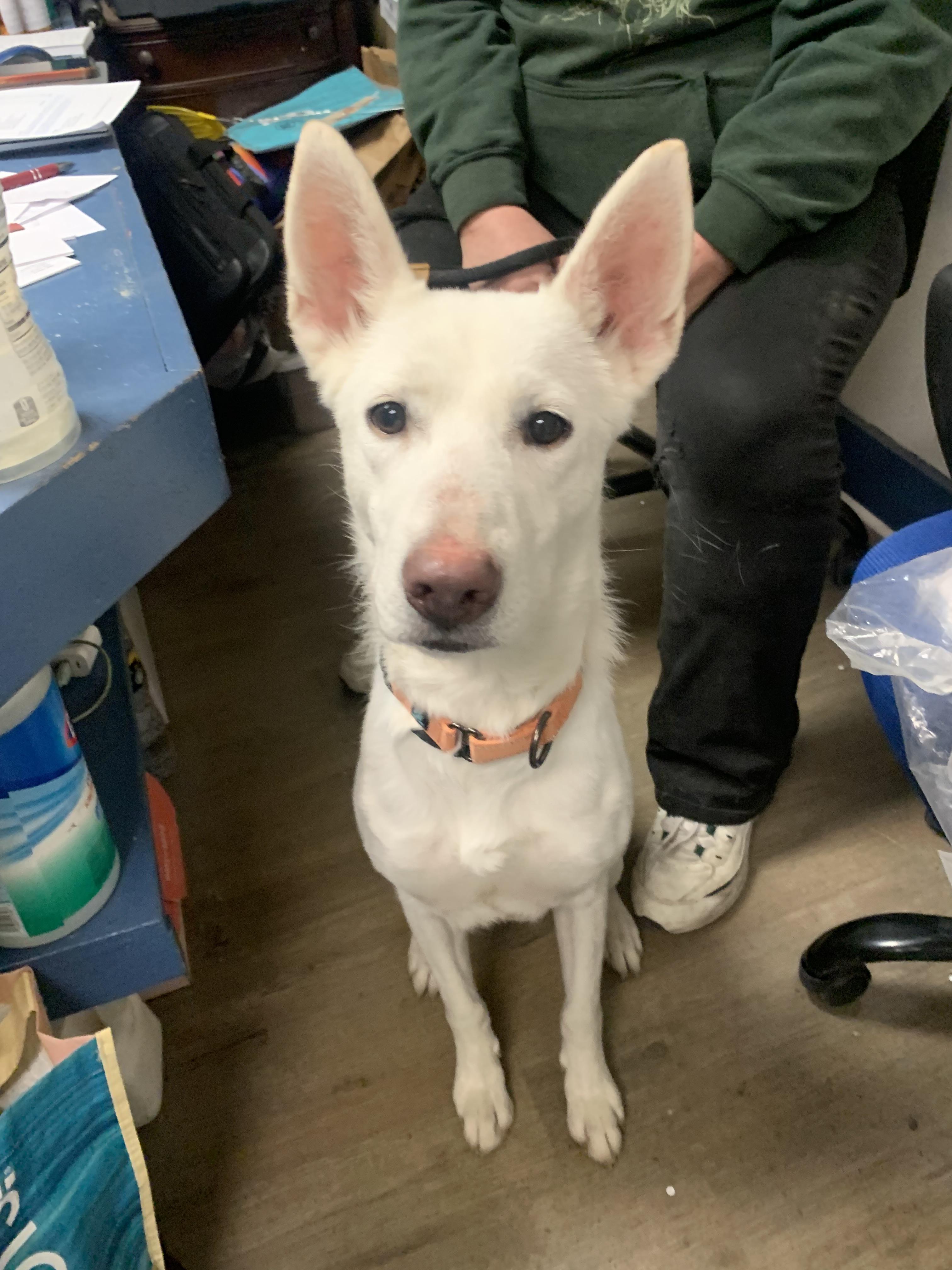 Sugar, an adopted mixed breed in McKeesport, PA image 6/6