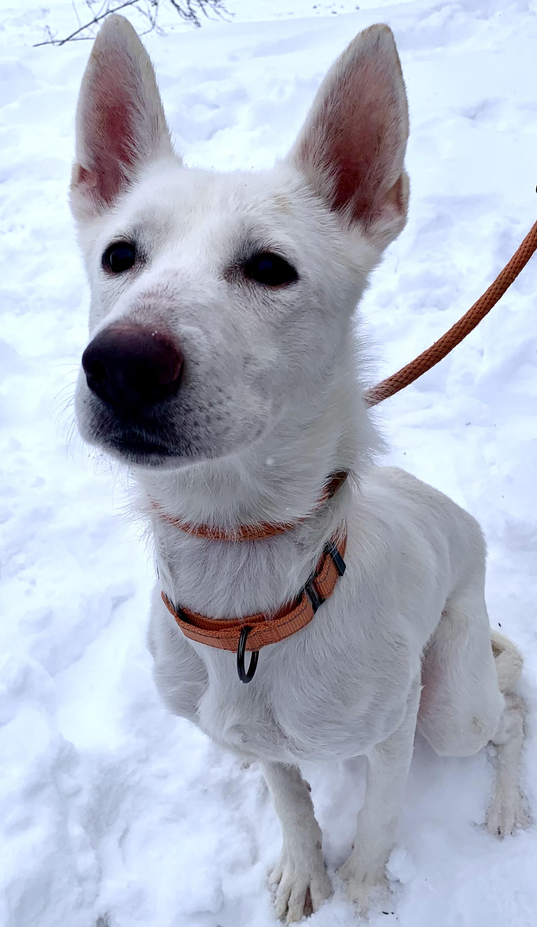 Sugar, an adopted mixed breed in McKeesport, PA image 2/6