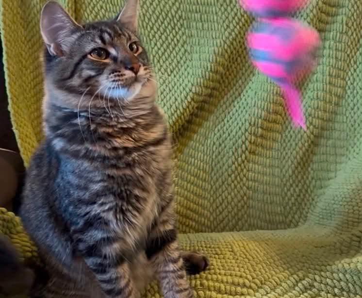 Enlarge Poseidon (Brittney-fostered in TN), a Adoptable mixed breed in Brooklyn, CT image 1/4