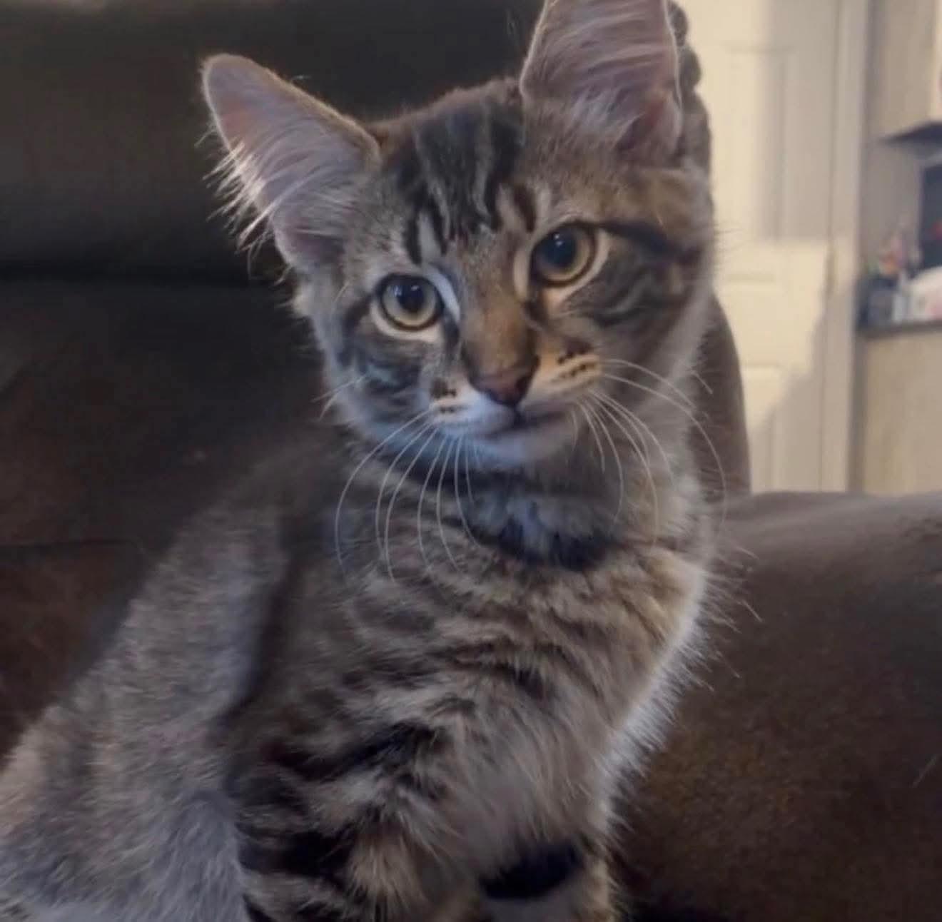 Poseidon (Brittney-fostered in TN), Adoptable, Kitten Male Domestic Medium Hair & Tabby.