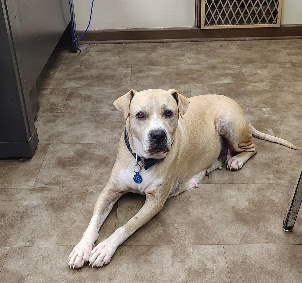Enlarge Goldie, a Adoptable Labrador Retriever in Springfield, OH image 1/1