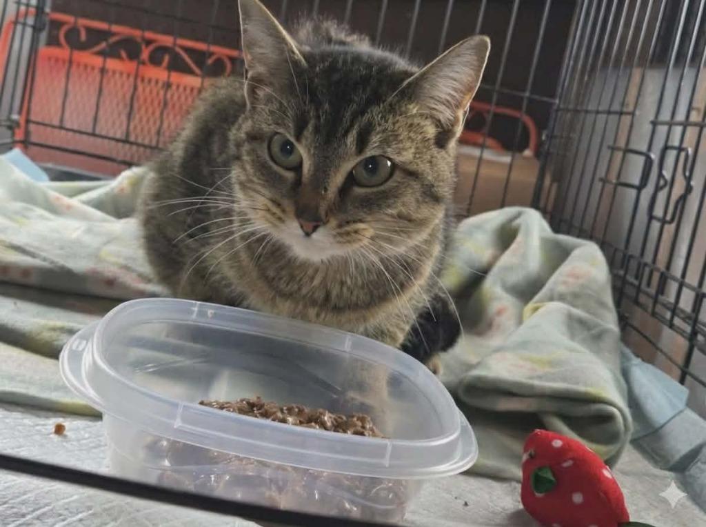 Chloe, Adoptable, Kitten Male Domestic Short Hair.