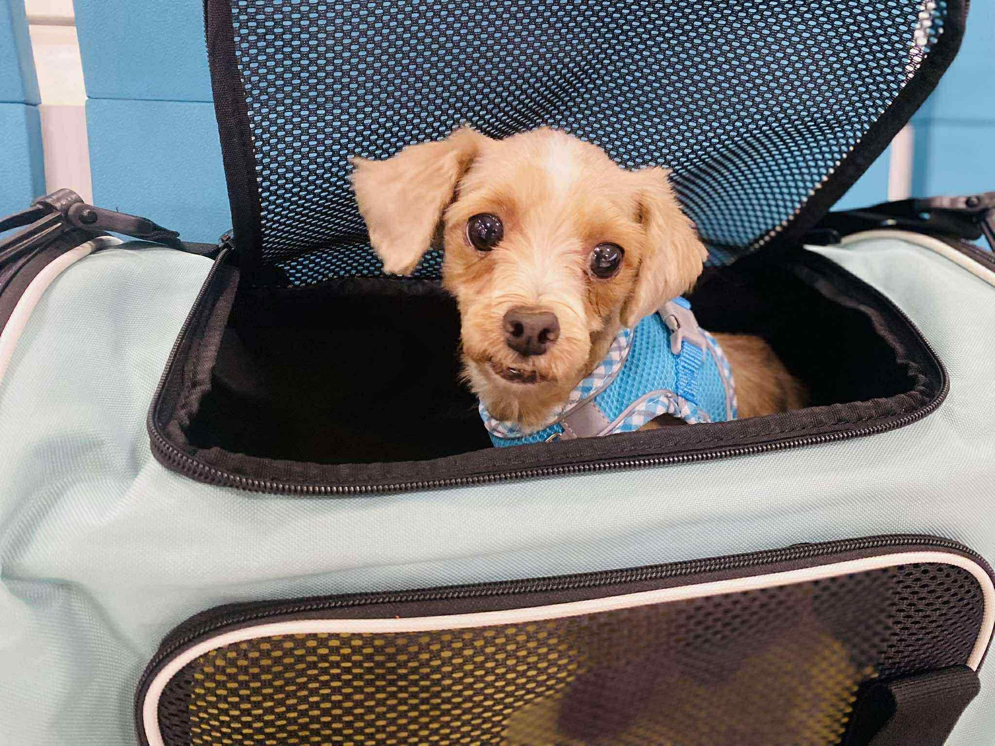 Enlarge Sasha, a Adopted mixed breed in Oak Harbor, WA image 1/1