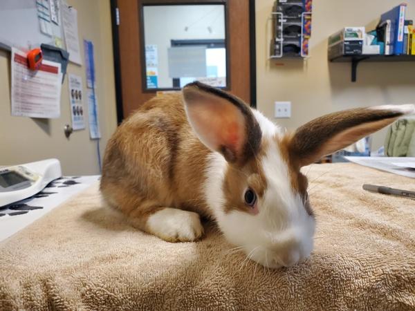 Enlarge Tilde, a Adoptable mixed breed in Oceanside, CA image 1/1