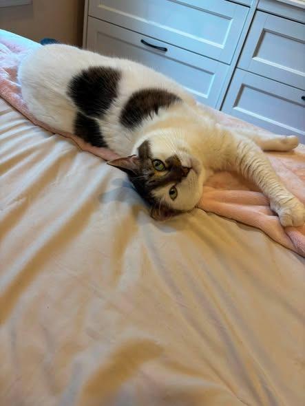 Princess, Adoptable, Adult Female Domestic Short Hair.