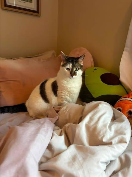 Princess, a Adoptable Domestic Short Hair in Sayreville, NJ image 2/3