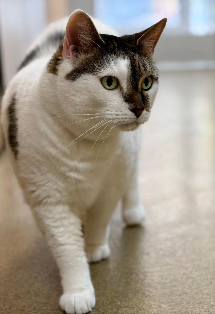 Enlarge Princess, a Adoptable Domestic Short Hair in Sayreville, NJ image 1/3