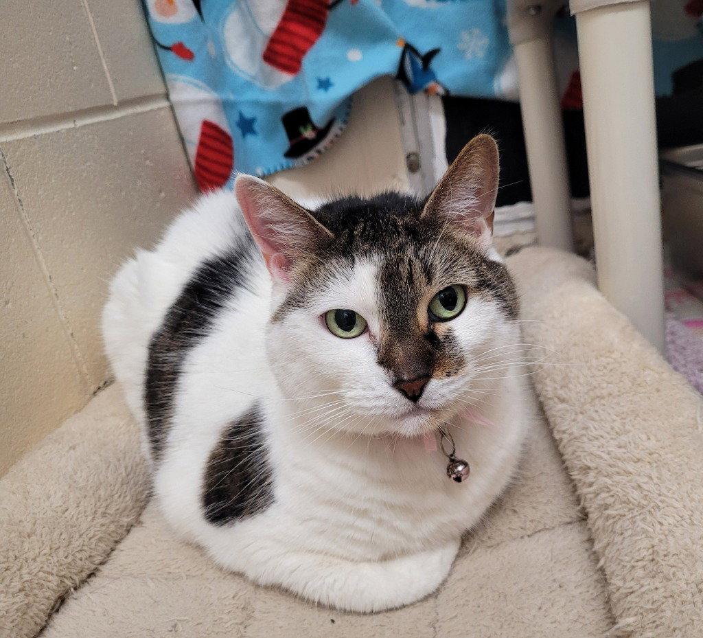Princess, Adoptable, Adult Female Domestic Short Hair.