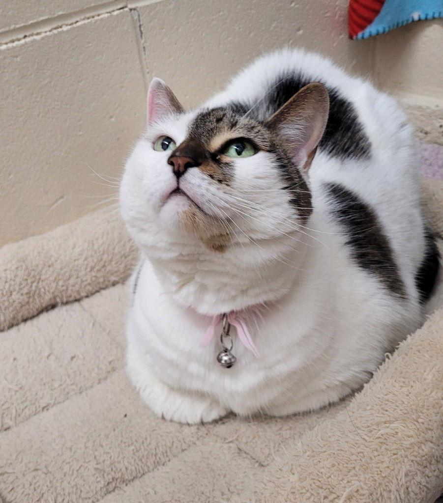 Princess, Adoptable, Adult Female Domestic Short Hair.