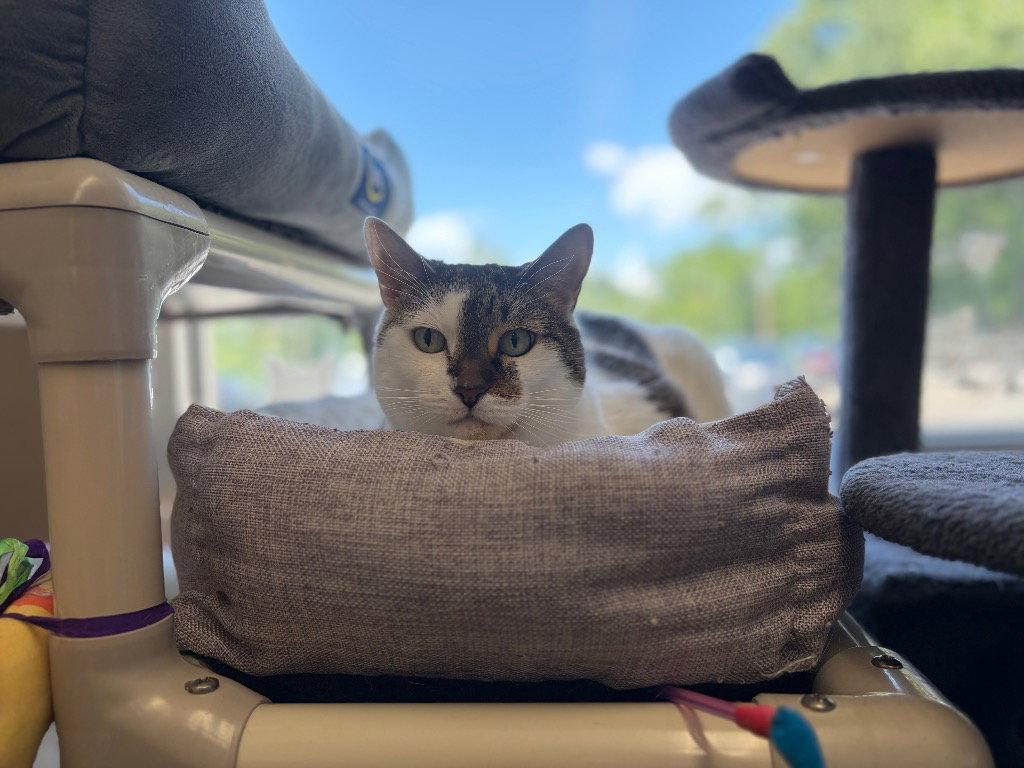 Princess, a Adoptable Domestic Short Hair in Sayreville, NJ image 3/3