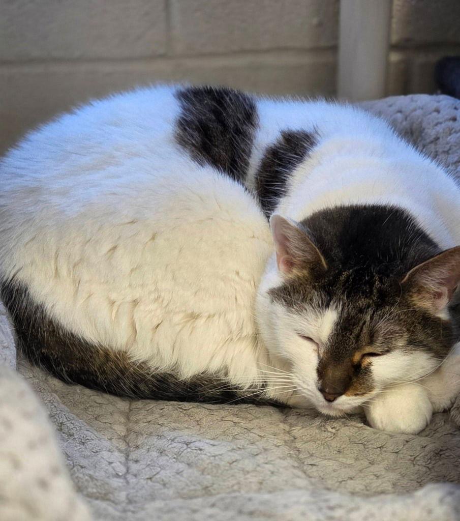 Enlarge Princess, a Adoptable Domestic Short Hair in Sayreville, NJ image 3/3