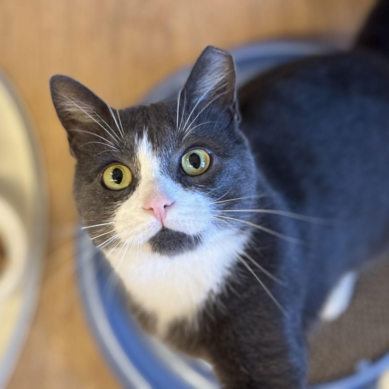 Percy, Adopted, Young Male Domestic Short Hair.