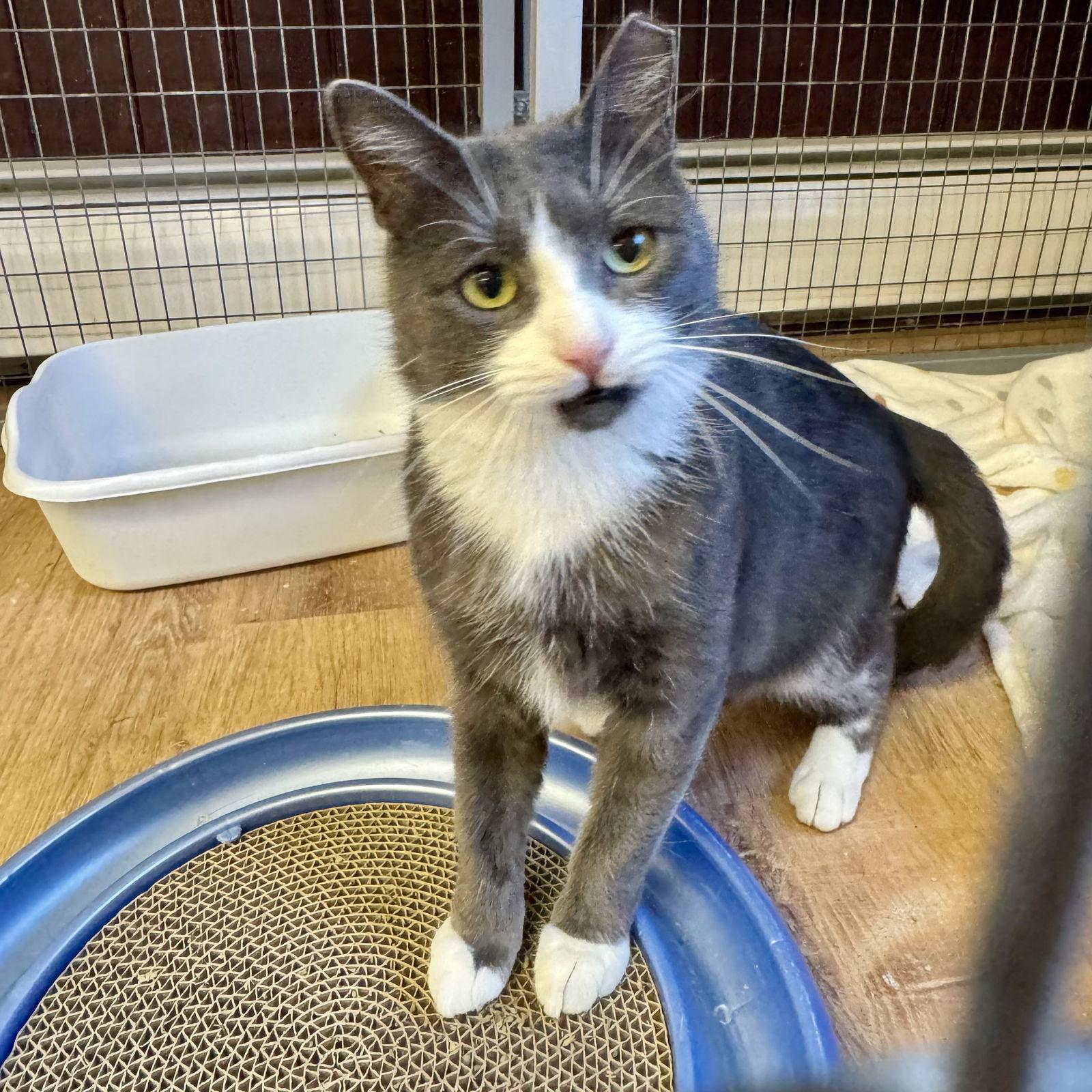 Percy, a Adopted Domestic Short Hair in Winchendon, MA image 2/3