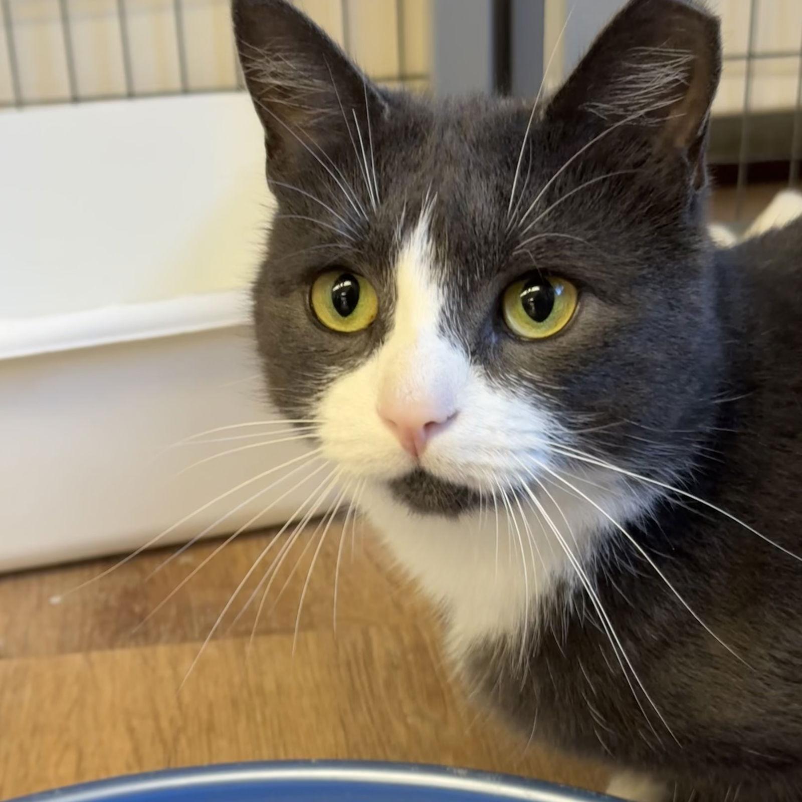 Percy, a Adopted Domestic Short Hair in Winchendon, MA image 3/3