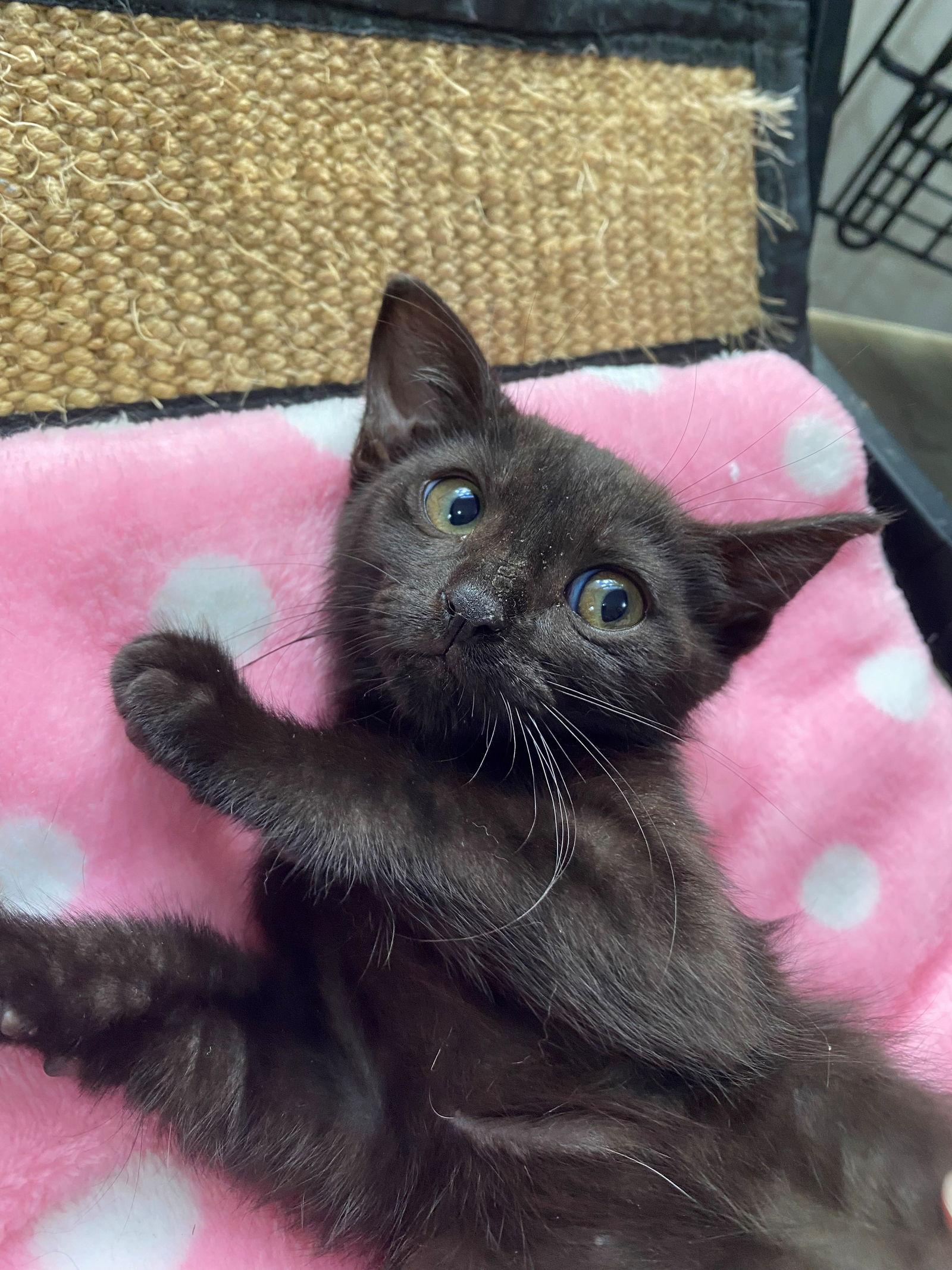 Enlarge BELLATRIX baby, a Adoptable American Shorthair in Oakland Park, FL image 1/3