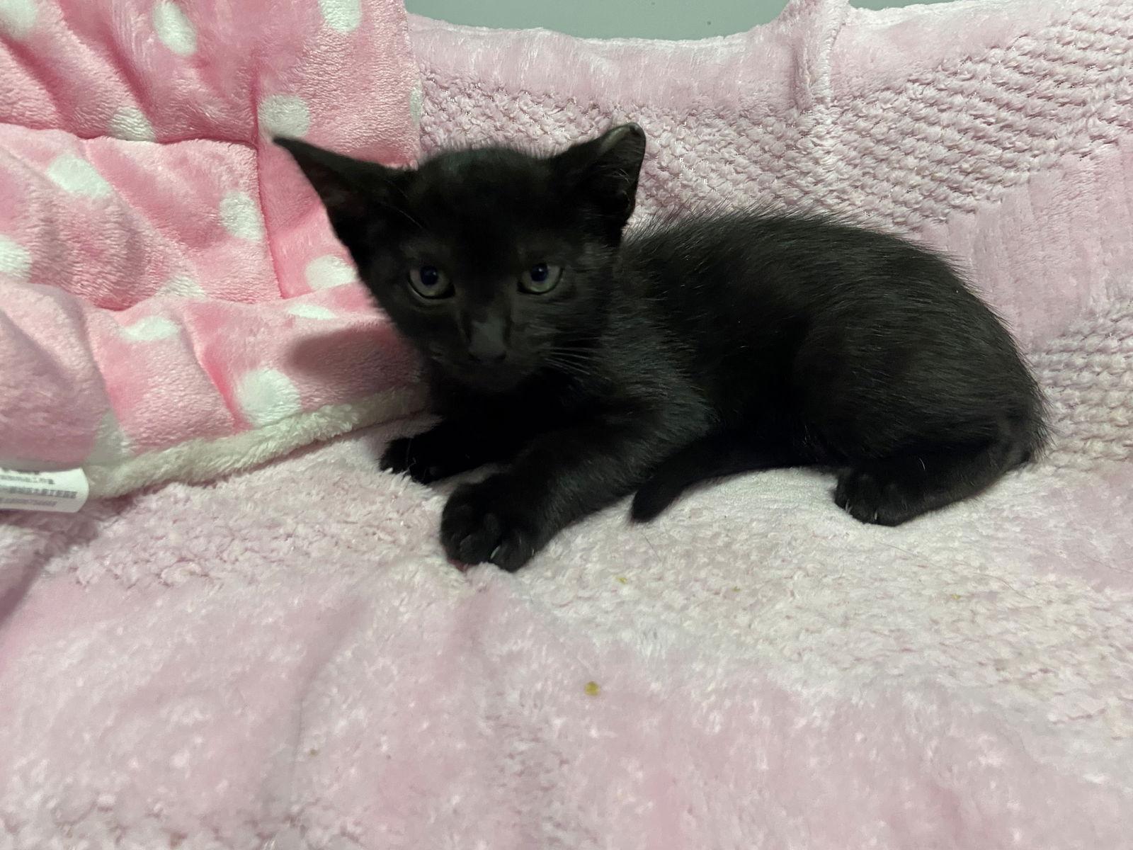 Enlarge BELLATRIX baby, a Adoptable American Shorthair in Oakland Park, FL image 2/3