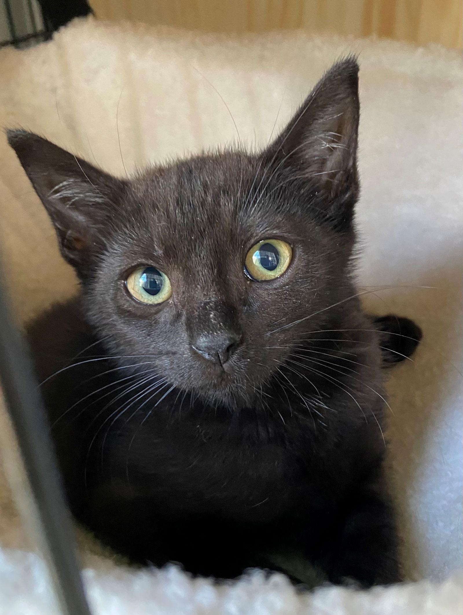 Enlarge BELLATRIX baby, a Adoptable American Shorthair in Oakland Park, FL image 3/3
