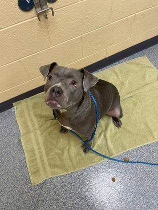 Jeanie, Adoptable, Adult Female American Bulldog & Mixed Breed.