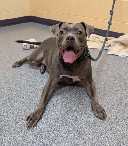 Enlarge Jeanie, a Adoptable mixed breed in Sterling Heights, MI image 2/3