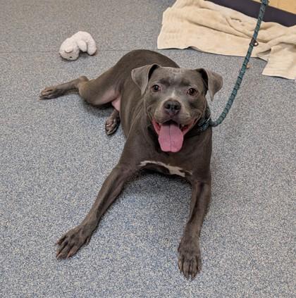 Enlarge Jeanie, a Adoptable mixed breed in Sterling Heights, MI image 3/3