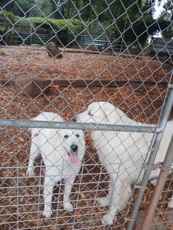 Tess, Adoptable, Young Female Great Pyrenees.