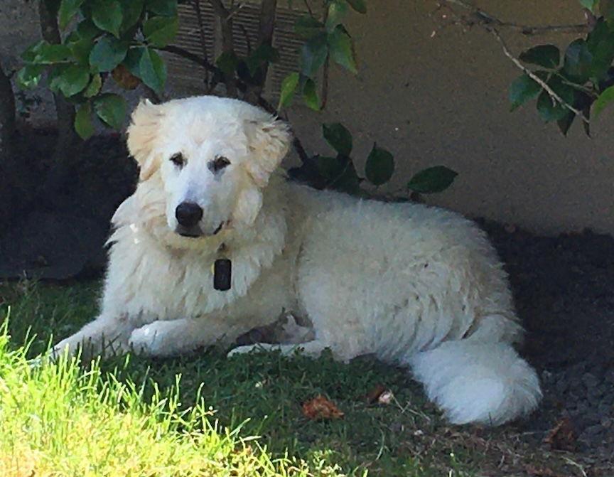 Tess, a Adoptable Great Pyrenees in Penngrove, CA image 2/3