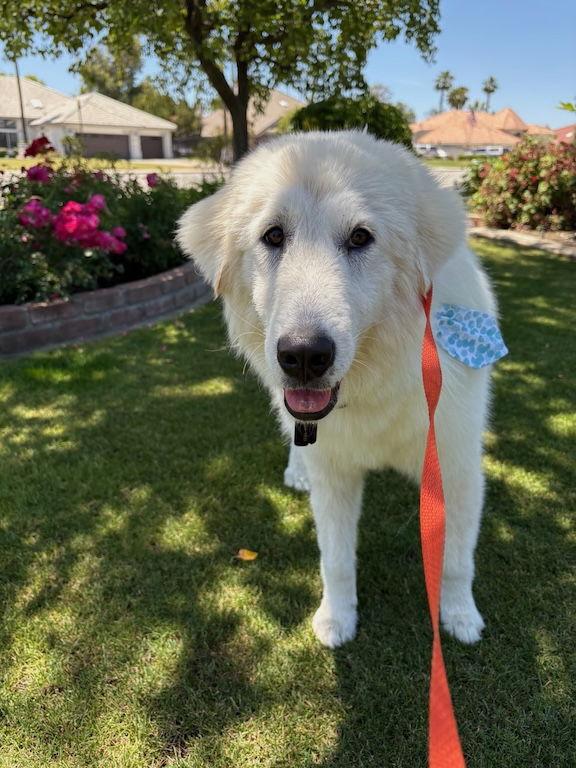 Tess, a Adoptable Great Pyrenees in Penngrove, CA image 3/3