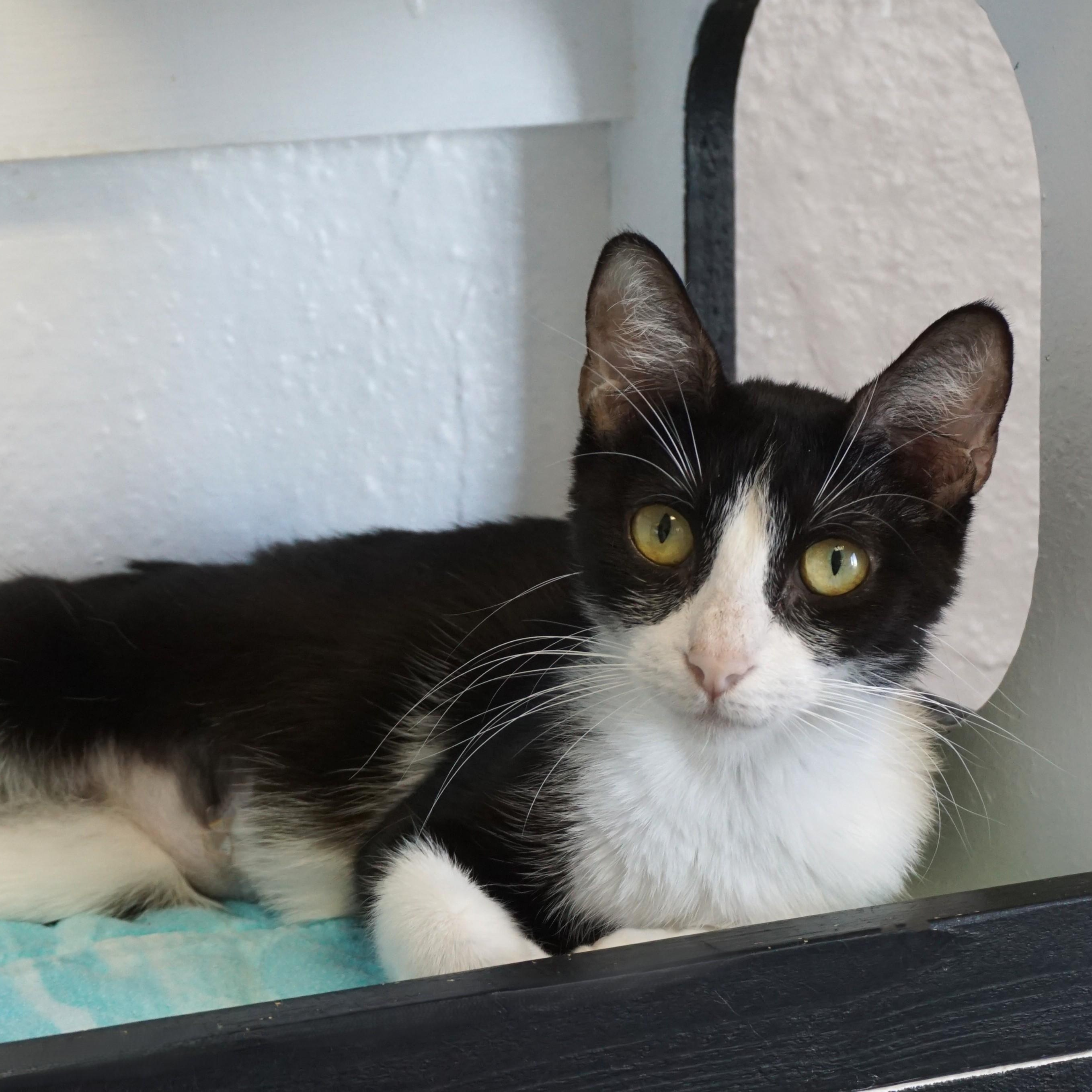 Enlarge BonBon II, a ADOPTABLE Domestic Short Hair in Fountain Hills, AZ image 2/5