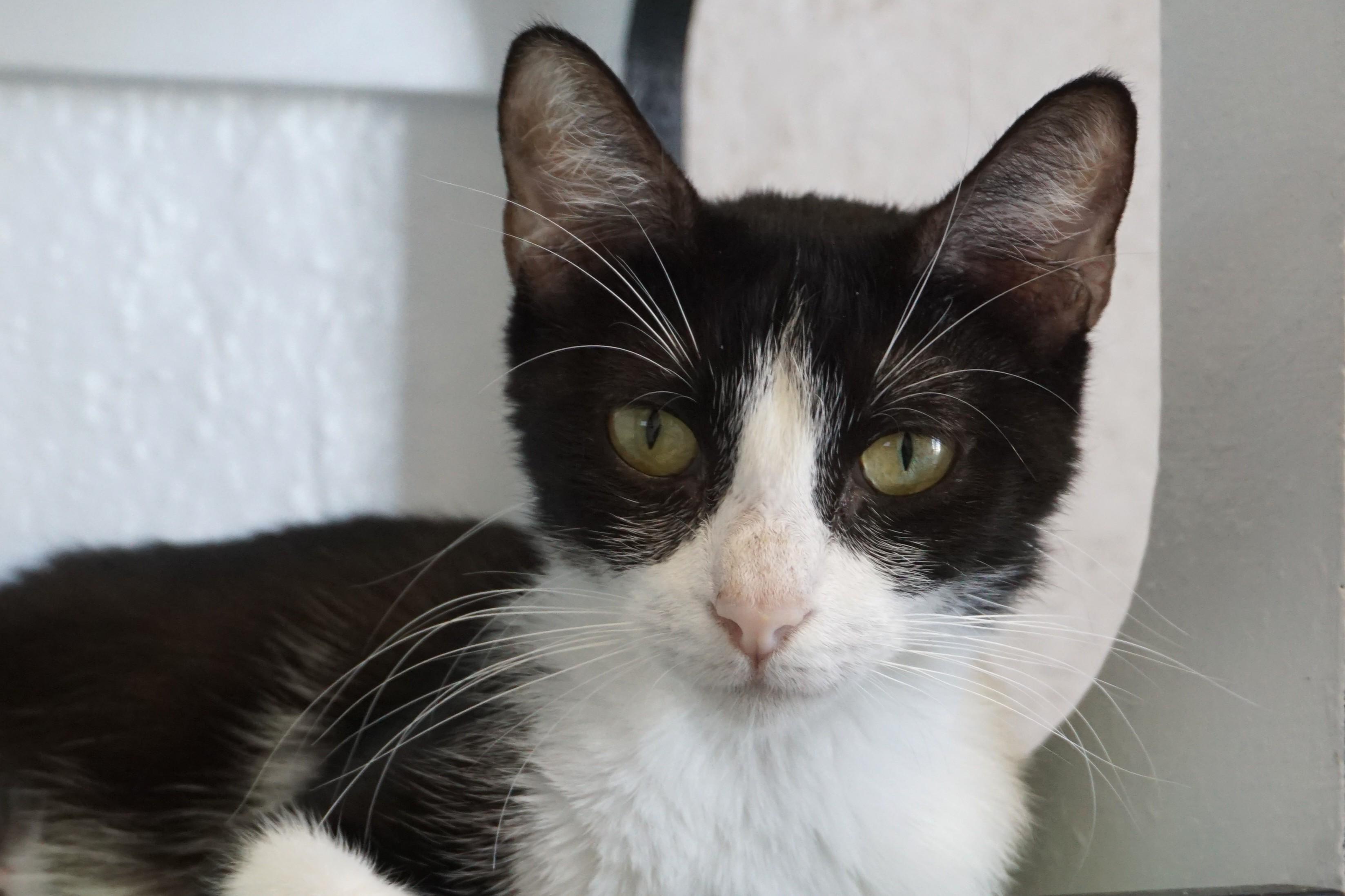 Enlarge BonBon II, a ADOPTABLE Domestic Short Hair in Fountain Hills, AZ image 4/5